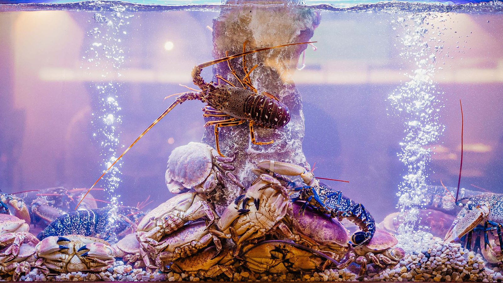 Lodo _0000s_0004_faro_grupo_giao_algarve_lodo_1C1A0769-Edit